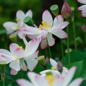 Meet your Posher, Laurie